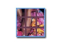 Custom Flash image rotator for a beauty shop
